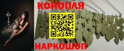 крисы Гай